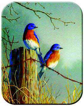 Bluebird pair