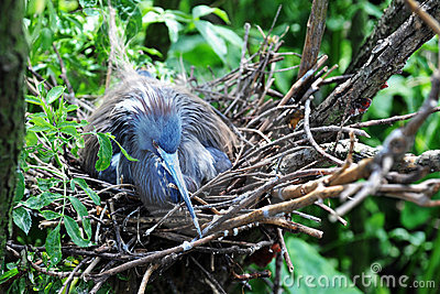 Heron on Nest