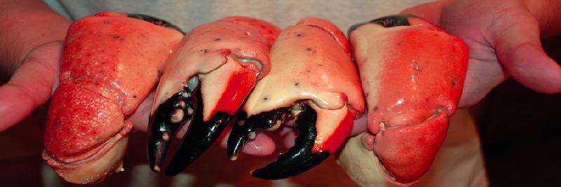 Stone Crab Claws- jumbo