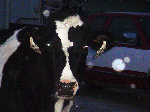January2011cowofmonth