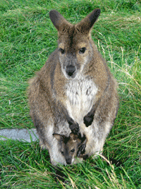Wallaby baby