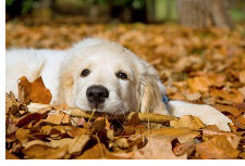 Autumn Leaves Dog