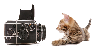 Cat Camera