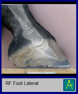 RF Foot Lateral