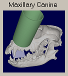 Maxillary Canine
