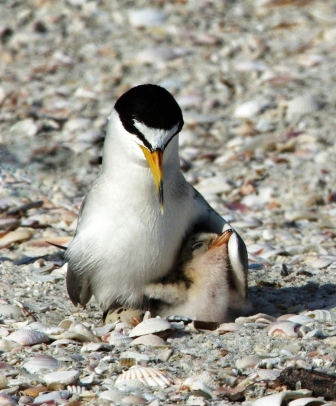 tern and chick