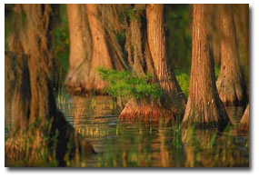cypress trees in swamp