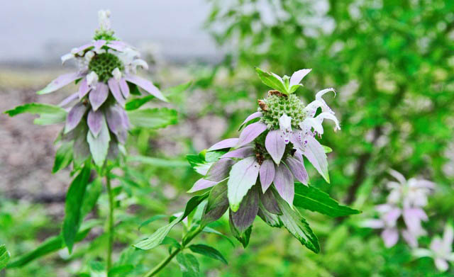 dotted horsemint-native