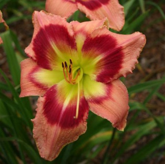 Daylily 'Carnival in Mexico'