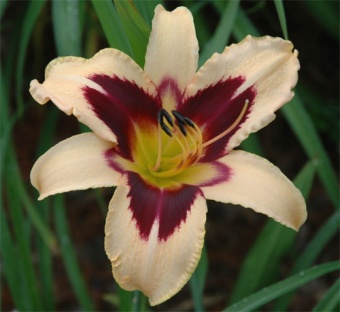 Daylily 'Egyptian Queen'