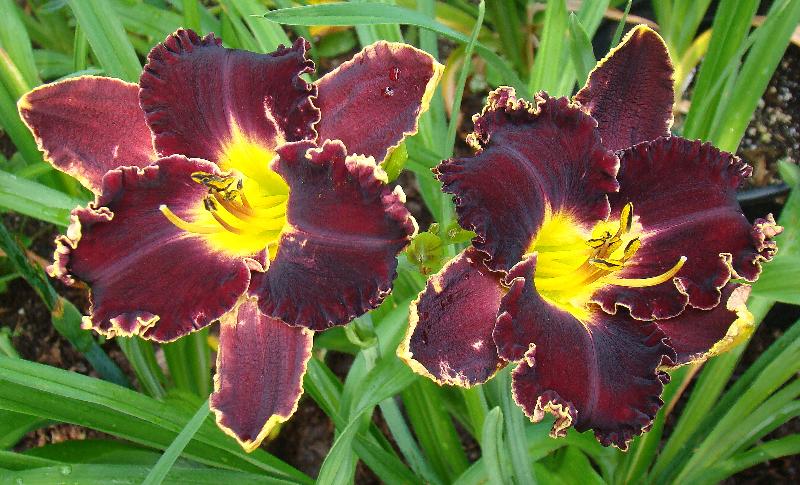 Daylily 'Victorian Garden Star Bright'