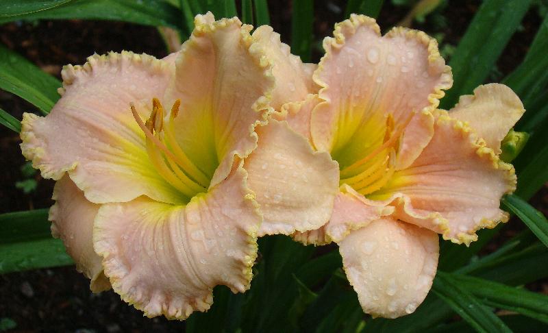 Daylily 'Belle Cook'
