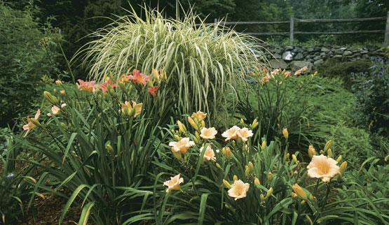 Ornamental grasses and daylilies