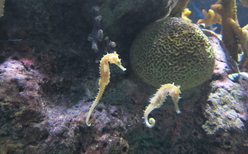 yellowseahorses