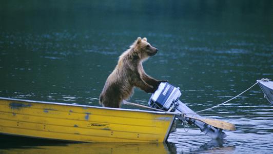 bear on boat