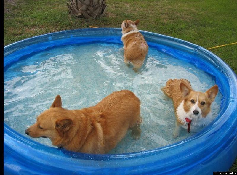 dogs cooling off