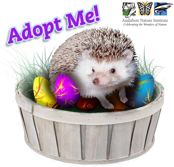 Adopt An Animal for Easter!