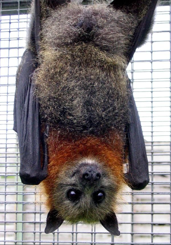 A Grey-headed Flying Fox at the Lubee Bat Conservancy