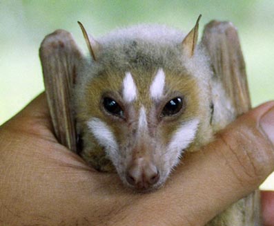 Mindoro stripe-face fruit bat