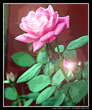 Pink Rose by Kaye Bailey