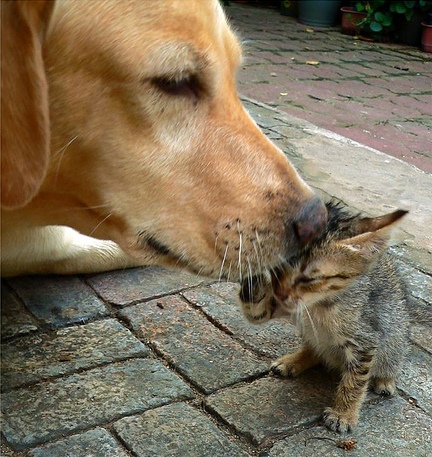 Care - dog & cat