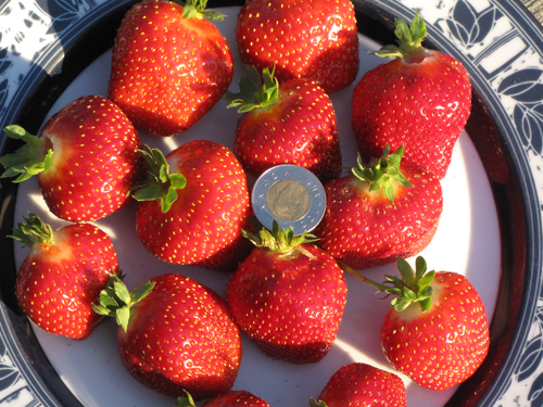 Ever-bearing Strawberries