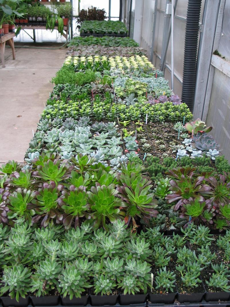 assorted succulents