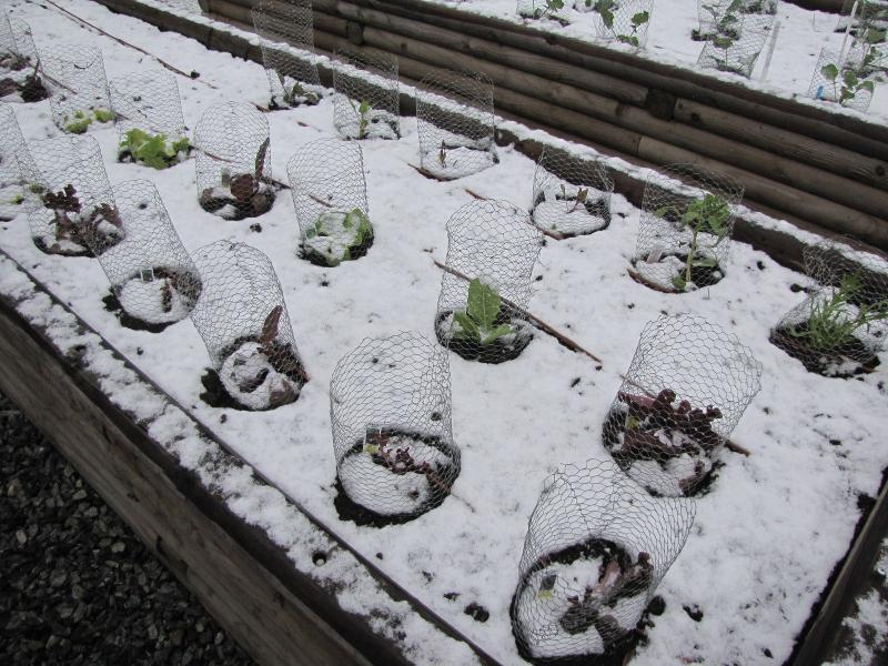 Lettuce in the Snow