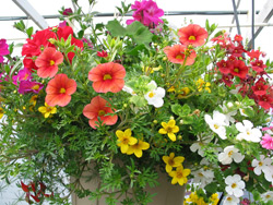 10" Hanging Baskets for Sun