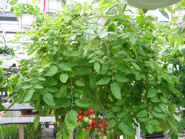 Tomato Hanging Basket