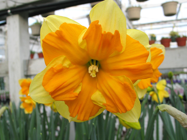 Centanees Daffodil (New Variety!)