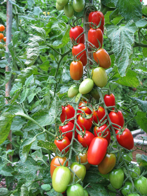 Juliet Collector Tomatoes