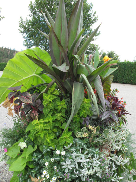 2012 Greenery Showcase Plants