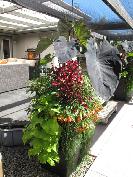 2012 Greenery Showcase Plants