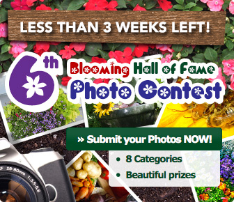 6th Blooming Hall of Fame Photo Contest