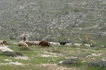 Bethlehem-sheep-fields