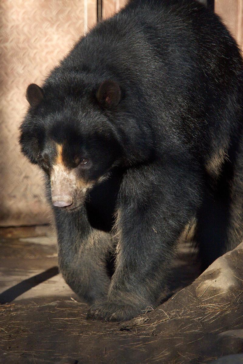 Andean bear