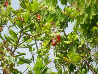 Cashew Tree