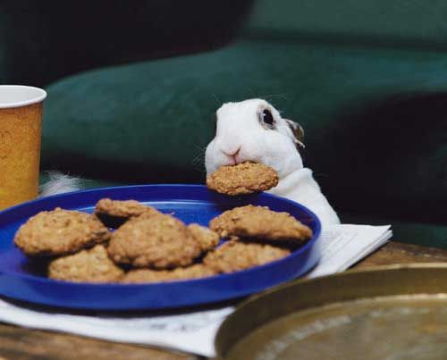 Bunny stealing a cookie