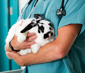 vet & rabbit