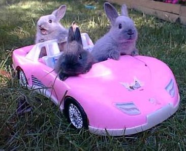 bunnies in pink car