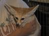 geobeats fennec fox