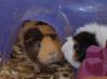 geobeats guinea pigs
