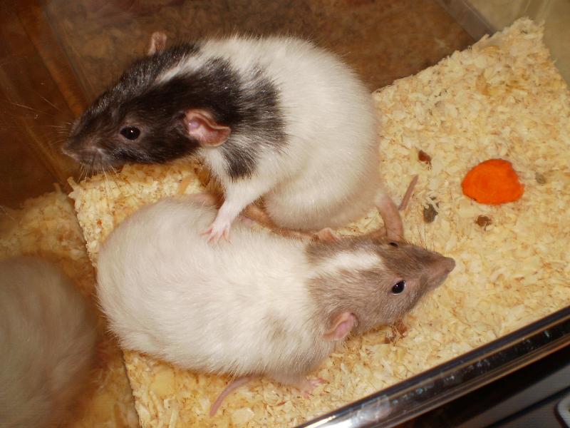 male rats charlie & max