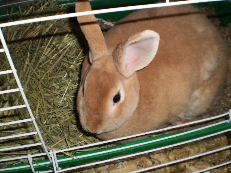 rabbit princess buttercup