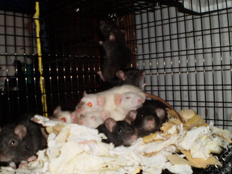 dwarf ratty pile