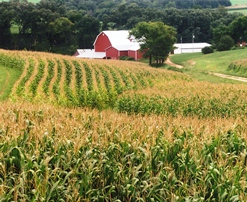 Red barn and corn fields