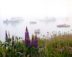 Lupine and Boates in the Fog by Gary Thompson