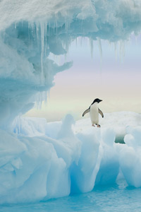 Adelie Penguin by Ted Tatarzyn
