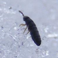 snow flea
